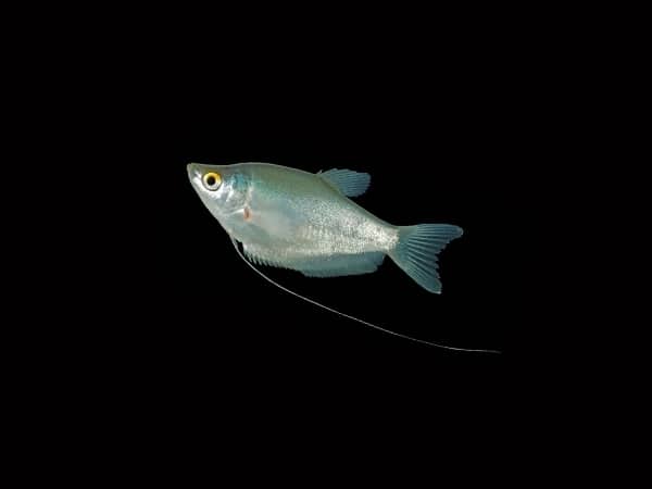 Moonlight Gourami