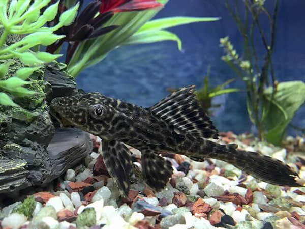 Plecostomus Fish