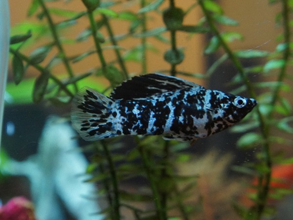 Things to know before getting a dalmatian molly for your
