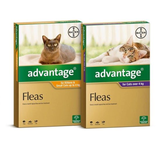 advantage_for_cats_both_sizes