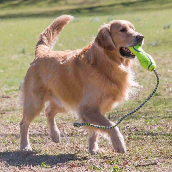 Kong AirDog Fetch Stick with Rope - being used