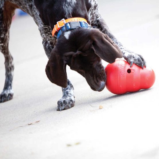 Kong Wobbler Dog Toy - being used