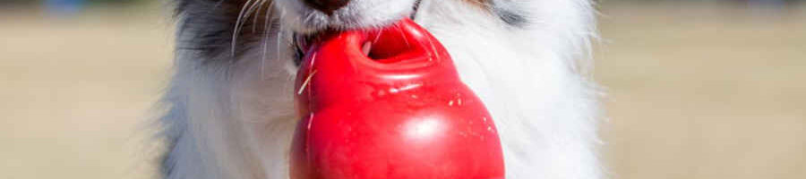 Kong Bounzer Dog Toy - being used