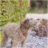 RoseWood Puppy Harness and Lead Set Paw - being used