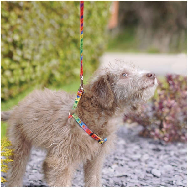 Rosewood dog lead top
