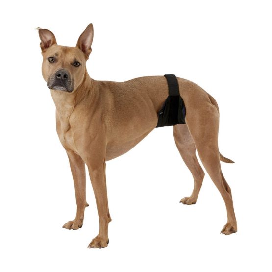 Vet's Best Perfect-Fit Washable Wrap for Male Dogs - being used