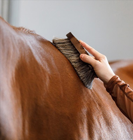 Horse Combs & Brushes