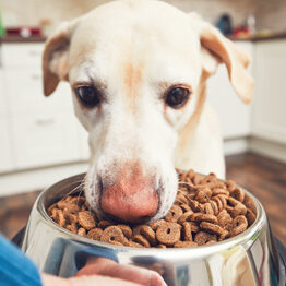 Dog Veterinary Diet