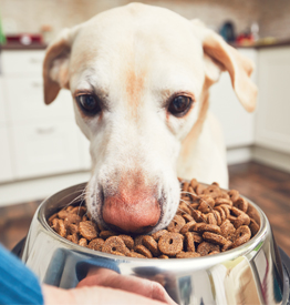 Dog Veterinary Diet
