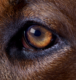 Dog Eye Care Supplies