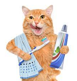 Cat Oral Care Supplies