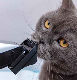 Cat Hair Clippers & Trimmers