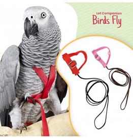 Bird Harness and leads