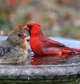 Bird Cage Bird Baths