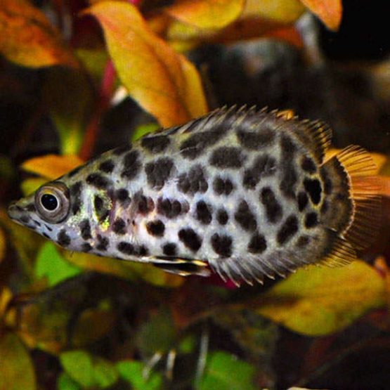Leopard Bush Fish