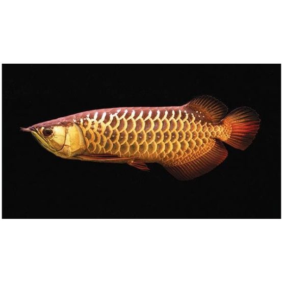 High Back Golden Arowana Fish