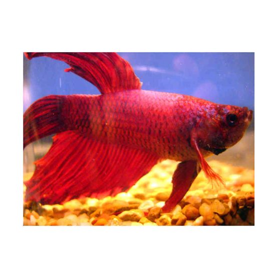 Long Fin Assorted Fighting Fish