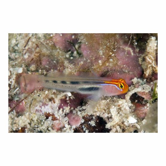 Red Head Goby Fish