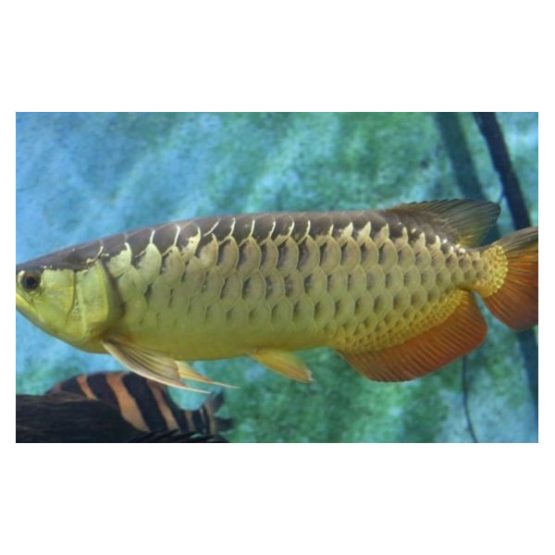 Red Tail Golden Arowana Fish