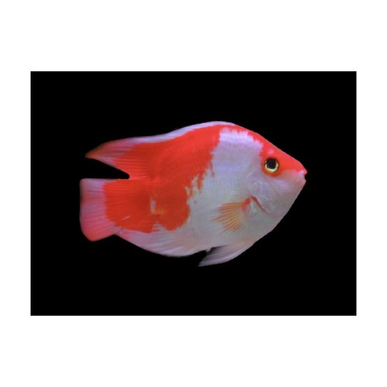 Red and White Blood Parrot Fish