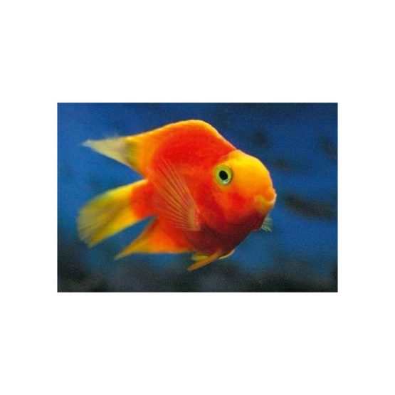Yellow Blood Parrot Fish
