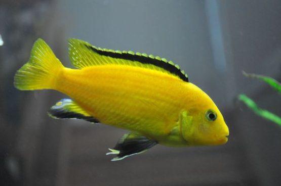 Electric Yellow Fish