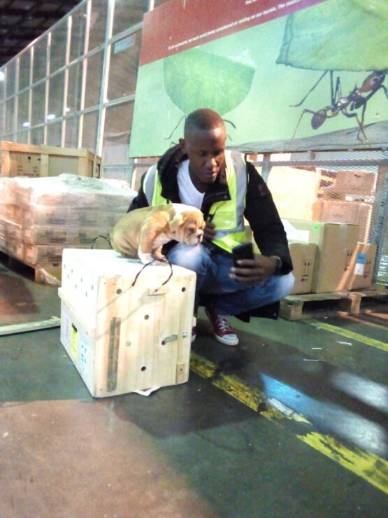 Local Pet Transfers: Your Best pet shipping service - Image 7