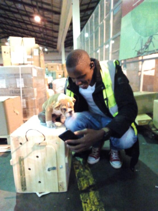 Local Pet Transfers: Your Best pet shipping service - Image 6