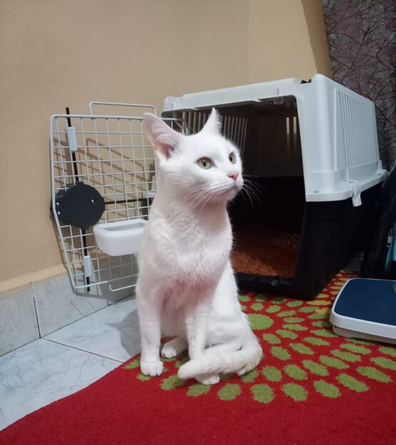 Local Pet Transfers: Your Best pet shipping service - Image 5