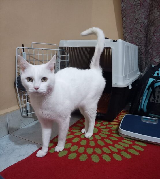 Local Pet Transfers: Your Best pet shipping service - Image 4