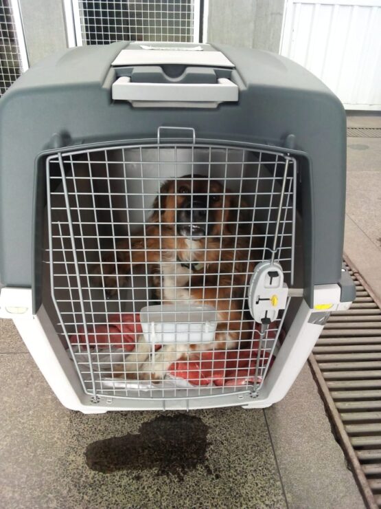 Local Pet Transfers: Your Best pet shipping service - Image 3