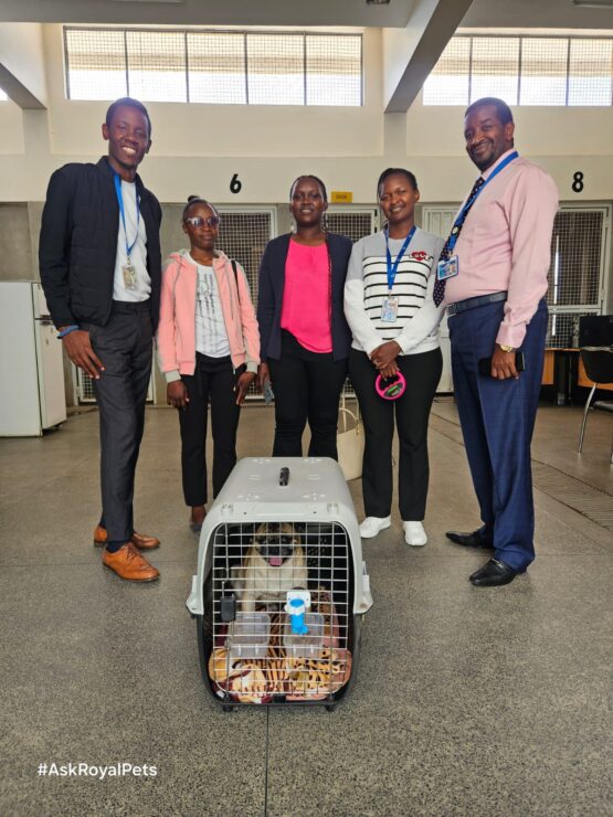 Local Pet Transfers: Your Best pet shipping service - Image 2