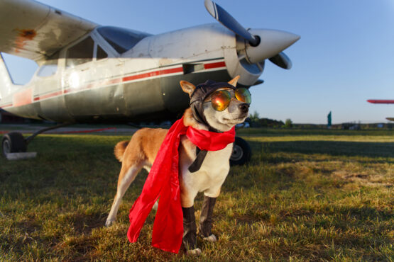 Local Pet Transfers: Your Best pet shipping service - Image 9