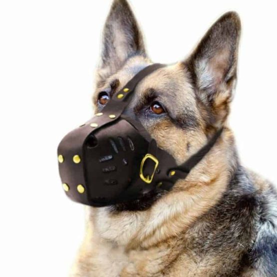 Adjustable Leather Safety Dog Muzzle - dog wearing