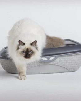 Bama Pet Sabbia Litter Box - Cat in box