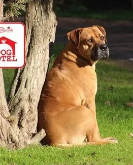 The Royal Pets' Dog Boarding Motel: Your Dog's Best Vacation