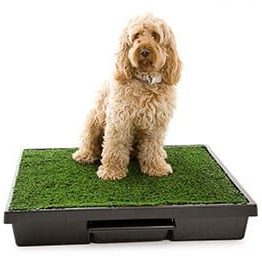Dog Waste Disposal Systems & Tools