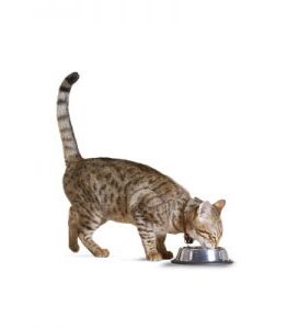 Cat Bowls, Feeders & Waterers