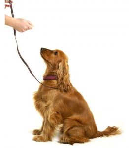 Dog Training Service