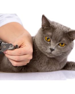 Cat Nail Tools