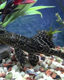 Buy Bottom Feeders In Kenya The Royal Pets Store
